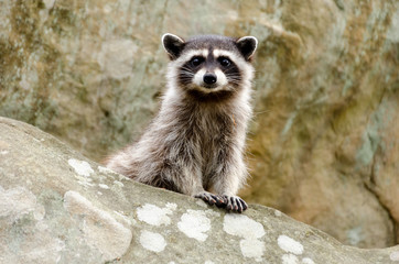 A curious baby raccoon and his parent sit on top of a rock.
