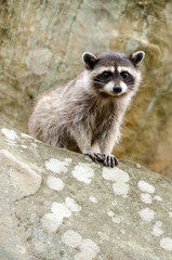 A curious baby raccoon and his parent sit on top of a rock.