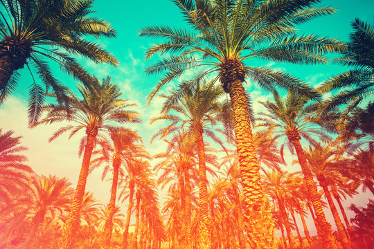 Vintage date palm trees plantation. Gradient colored