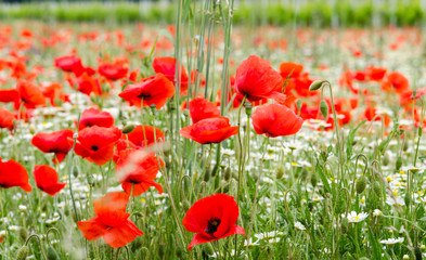 Roter Klatschmohn: Farbe des Sommers :)