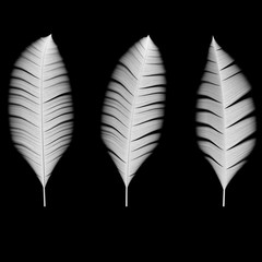 Collection of white bird feathers
