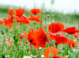 Palatinate meadow of red poppies :)