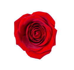 Dark red rose on isolated background