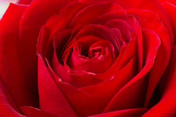 Dark red rose in macro scale