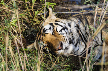 close up of a sleeping tiger's head