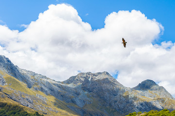 Kea flying over the Mountain