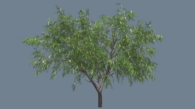 Honey Mesquite Tree Flowers Thin Trunk Narrow Fluttering Green Leaves Summer Computer Animation