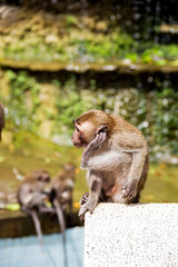 Thai monkey in public park
