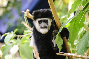 Head shot of a black and white colobus monkey
