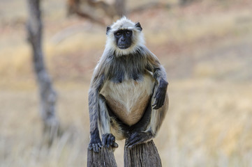 langur monkey sitting on a post