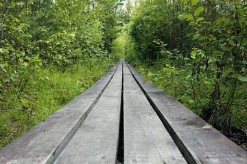 Fototapeta na wymiar Wooden gangway in the swamp. Perspective 