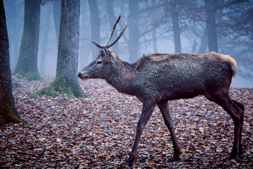 Buck deer stag