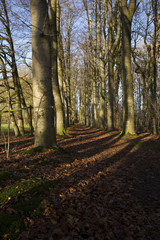 Lane of Beech trees