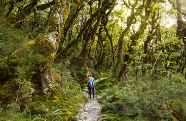 Fototapeta premium woman hiker with backpack walking in native beech forest on Rout