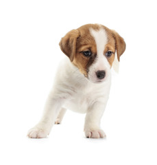 Jack Russell Terrier puppy