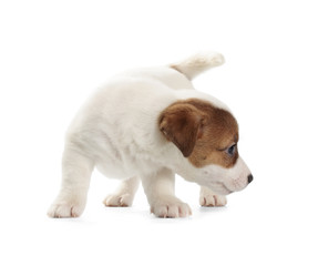 Obraz premium Jack Russell Terrier puppy