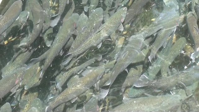 Water teeming with trout 2