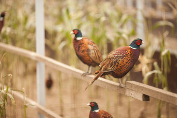 pheasants on a poultry farm. two pheasants sitting on a pole