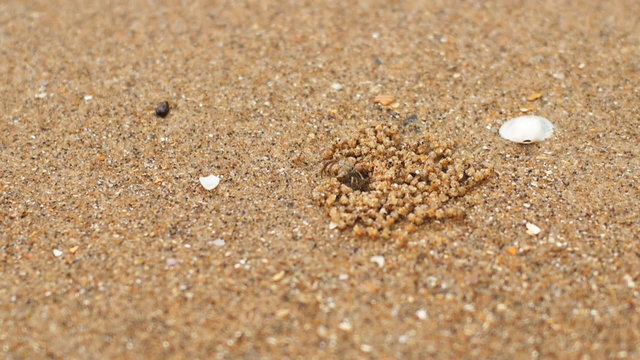 Sand Crab in the beach