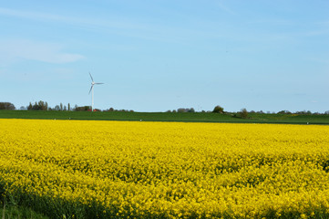 Rapsfeld gelb
