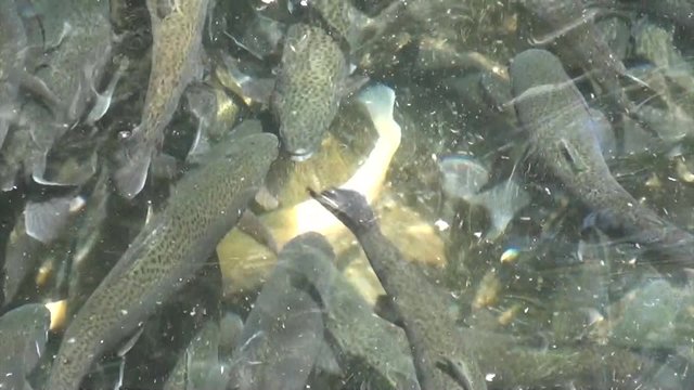 Water teeming with trout 3