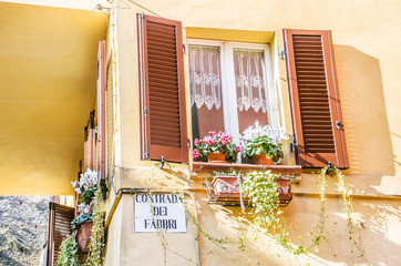 Fototapeta na wymiar Rimini, Italy - climbing plants from a window in the historic center of Santarcangelo di Romagna Italian village 