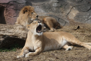 Obraz na płótnie Canvas 夫婦のライオン 