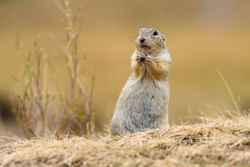 European ground squirrel looks around on the hill