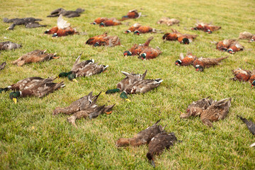 apportion of hunting trophies. An apportion of the bird game on hunting. A brace of pheasants and duck after the hunt.
