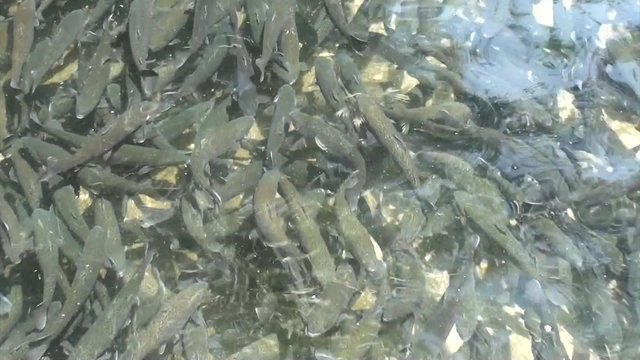 Water teeming with trout