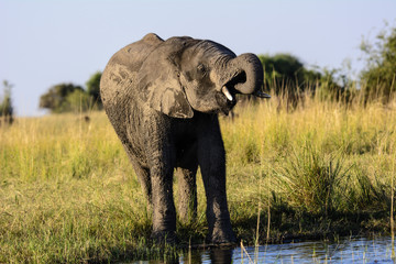 Fototapeta premium Lone elephant drinking from the river