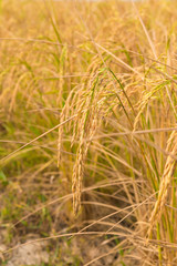 Rice field in Thailand