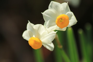春の花　スイセン
