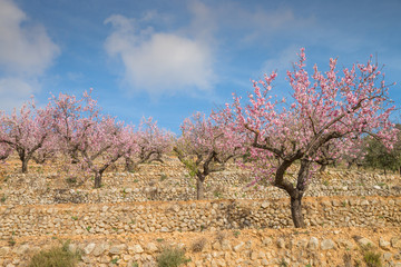 Fototapeta premium Almond trees