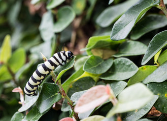 Lagarta preta e branca.