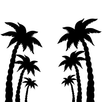 Coconut palms trees black silhouettes isolated on white background