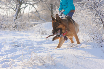 Girl walks her German Shepherd dog 