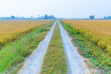 Fototapeta na wymiar Rice field way on the green field background