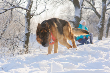 Girl trains her dog German Shepherd