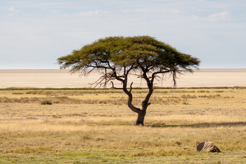 Tree in front of Salt Pan, Etosha National Park, Namibia