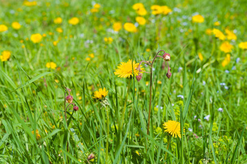 Springtime lawn with blossom dandelions