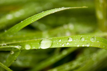 Grashalme und Regentropfen