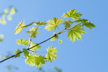Fresh maple leaves on spring sunny day