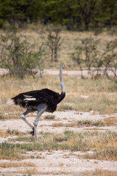 Male Ostrich Running through Savannah in Etosha National Park, Namibia