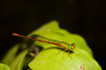 Damselfly in the Phutthamonthon Buddhist park 

Phutthamonthon Buddhist park , thailand

narrow-winged damselflies Family : Coenagrionidae

