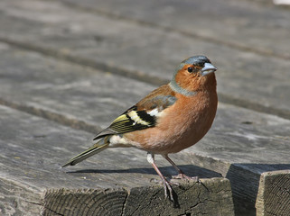 Bird