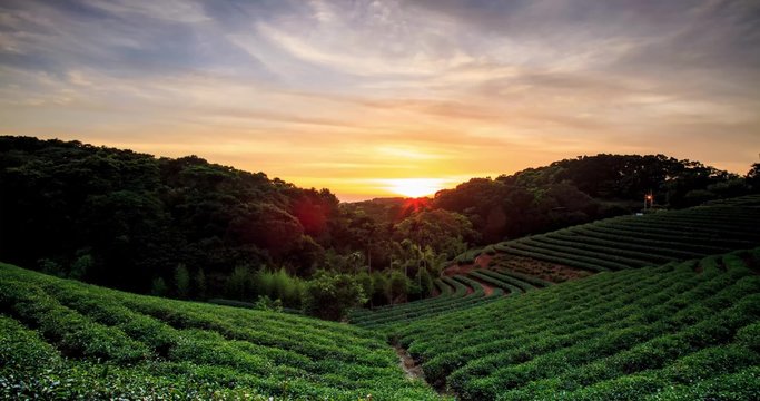 The time lapse of tea garden sunset with nice background