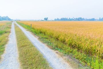 Rice field way on the green field background