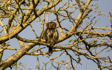Pearl spotted owlet in a tree