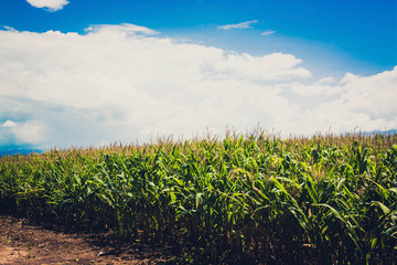 Green corn field with blue sky